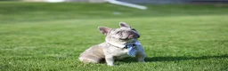French Bulldog dogs for stud: Cash's - Ad 5