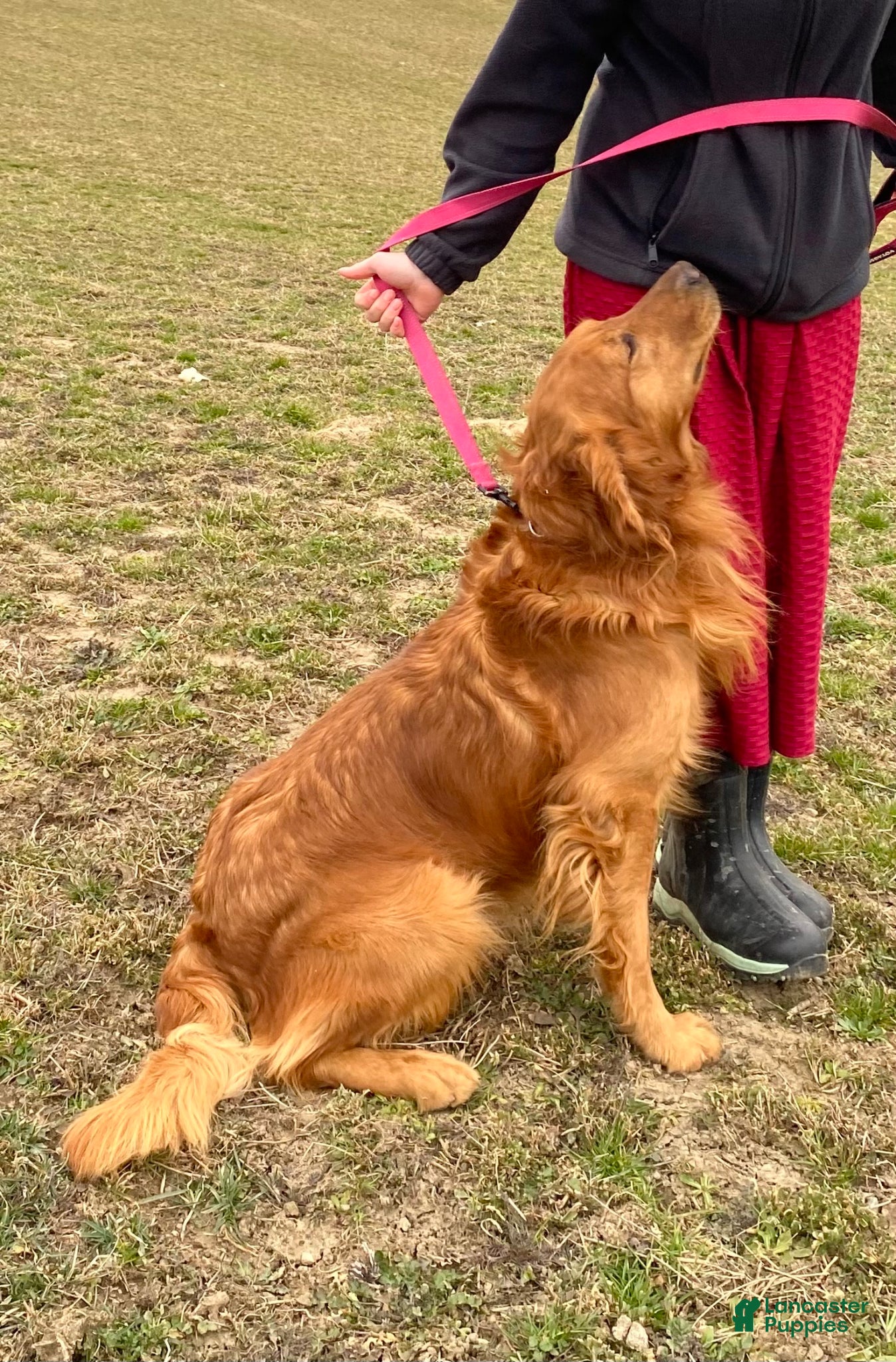 Golden Retriever dogs for sale: Golden Retriever Ticker - Ad 9