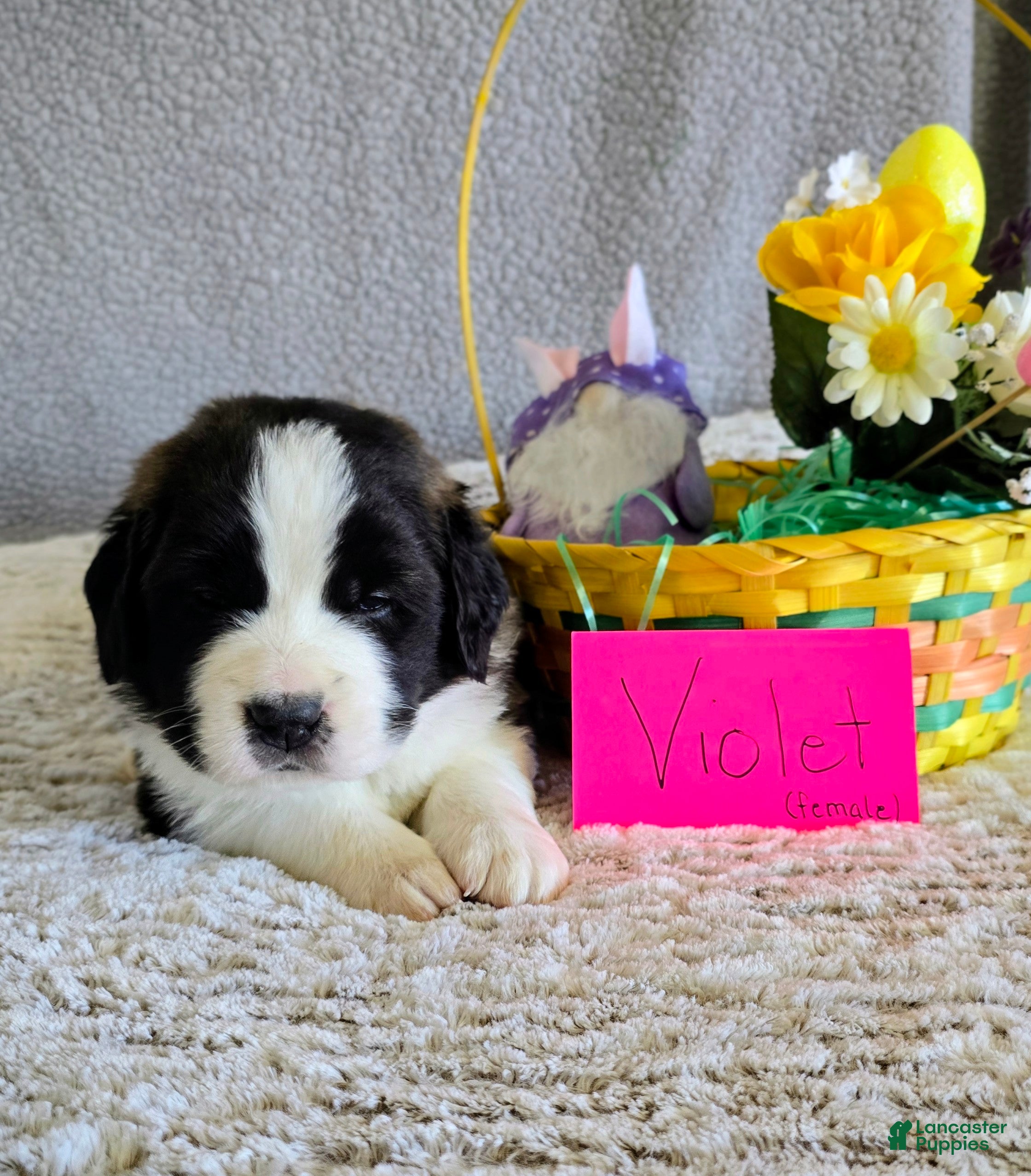 Saint Bernard dogs Purple Female - Ad 32