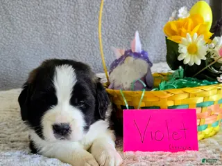 Saint Bernard dogs Purple Female - Ad 32