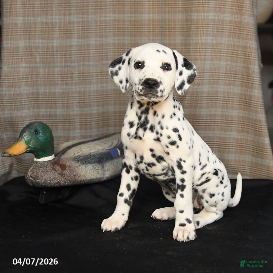 Dalmatian dogs Dimples - Ad 2