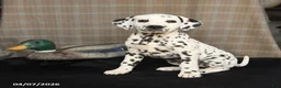 Dalmatian dogs for sale: Dimples - Ad 2