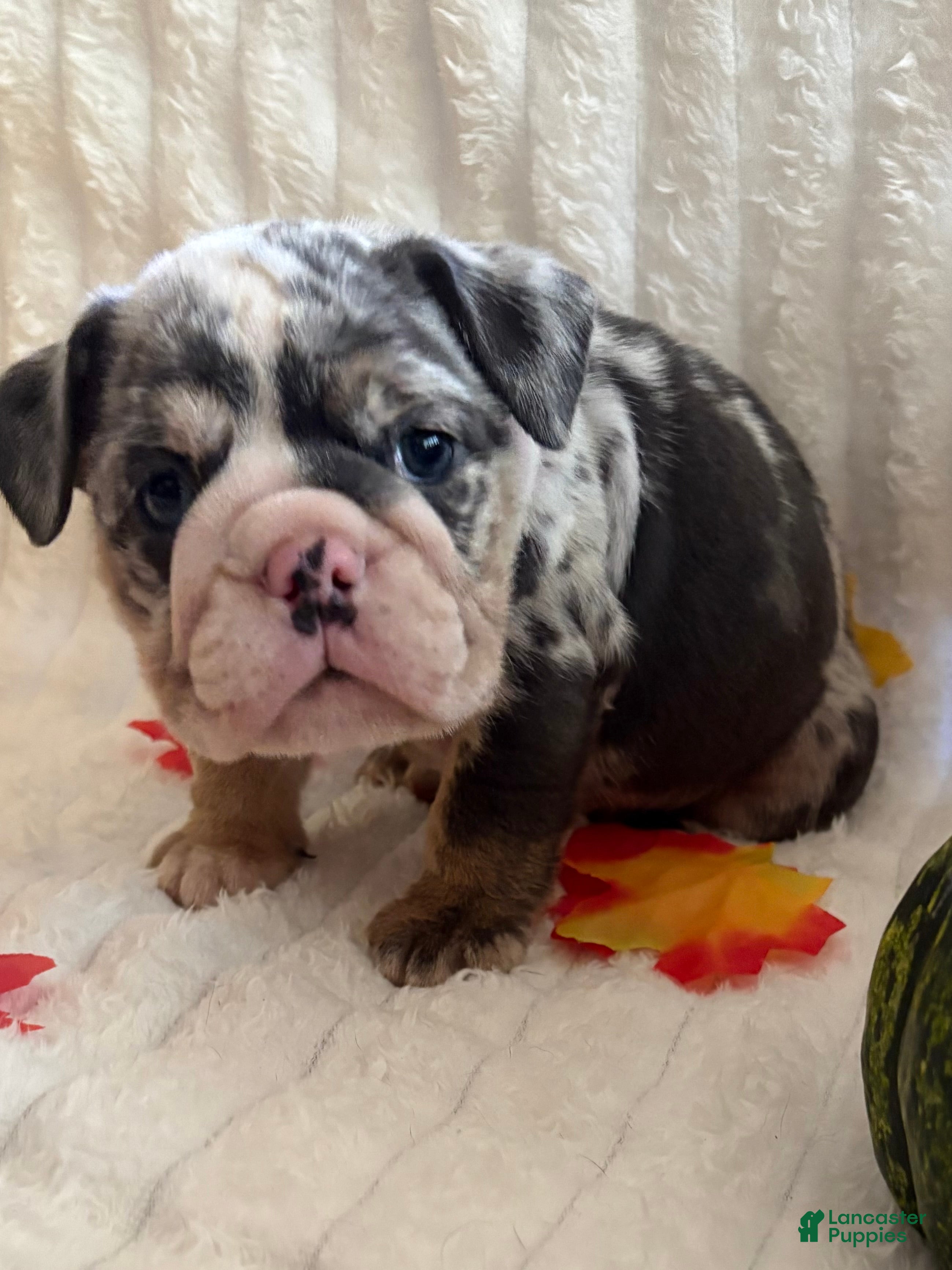 English Bulldog dogs Lucy - Ad 2