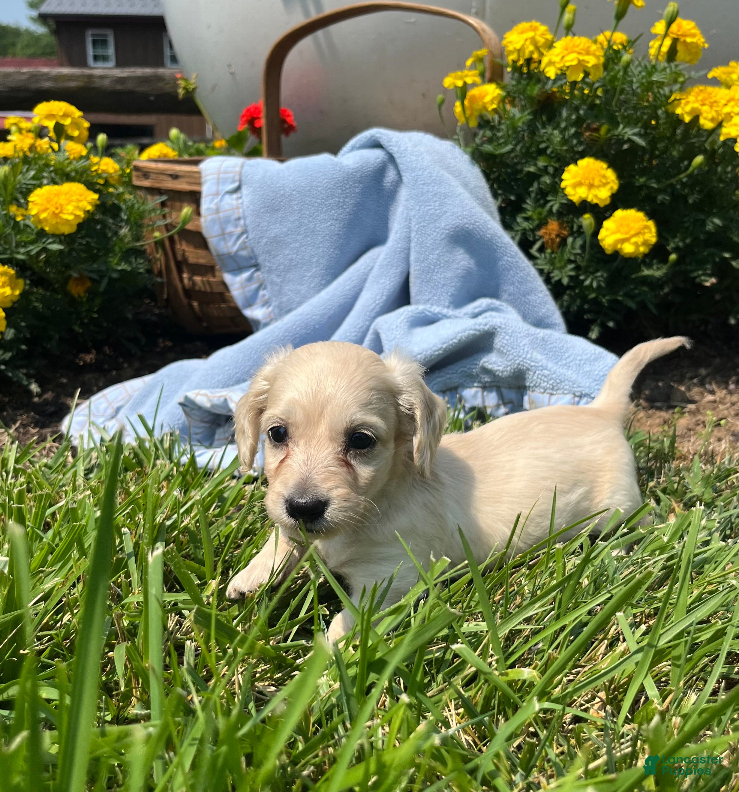 Dachshund dogs Otis❤️AKC Long Haired Cream❤️ - Ad 1