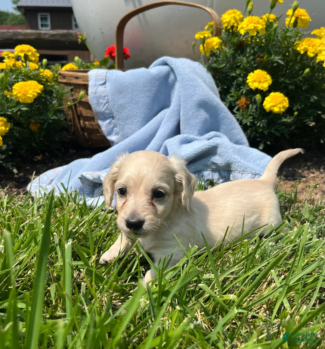 Dachshund dogs for sale: Otis❤️AKC Long Haired Cream❤️ - Ad 1