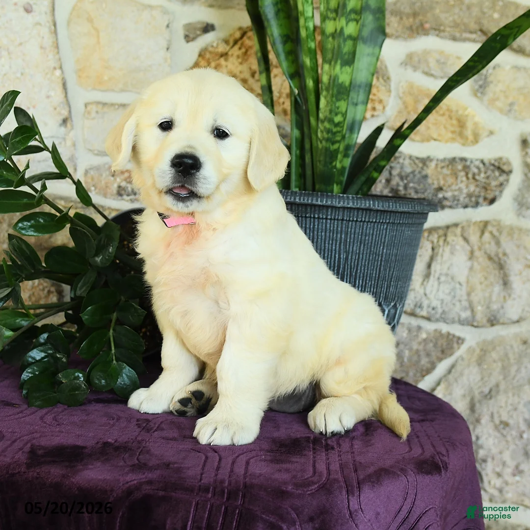 Golden Retriever dogs for sale: Daisy - Ad 1