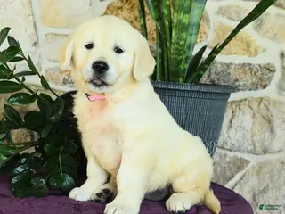 Golden Retriever dogs for sale: Daisy - Ad 4
