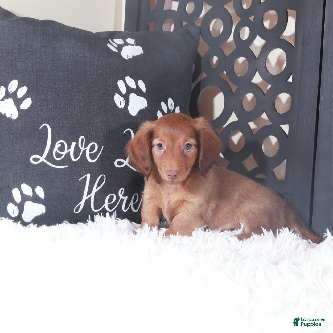 Miniature Dachshund dogs for sale: Miniature Dachshund Loki - Ad 2