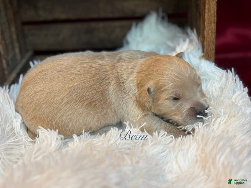 Golden Retriever dogs Beau - Ad 1