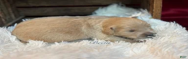 Beau