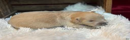 Golden Retriever dogs for sale: Beau - Ad 1