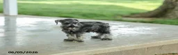 Miniature Schnauzer dogs for sale: Flint - Ad 3