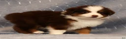 Miniature Australian Shepherd dogs for sale: Finley - Ad 4