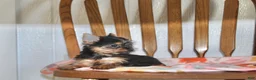 Yorkshire Terrier dogs for sale: Angie - Ad 3