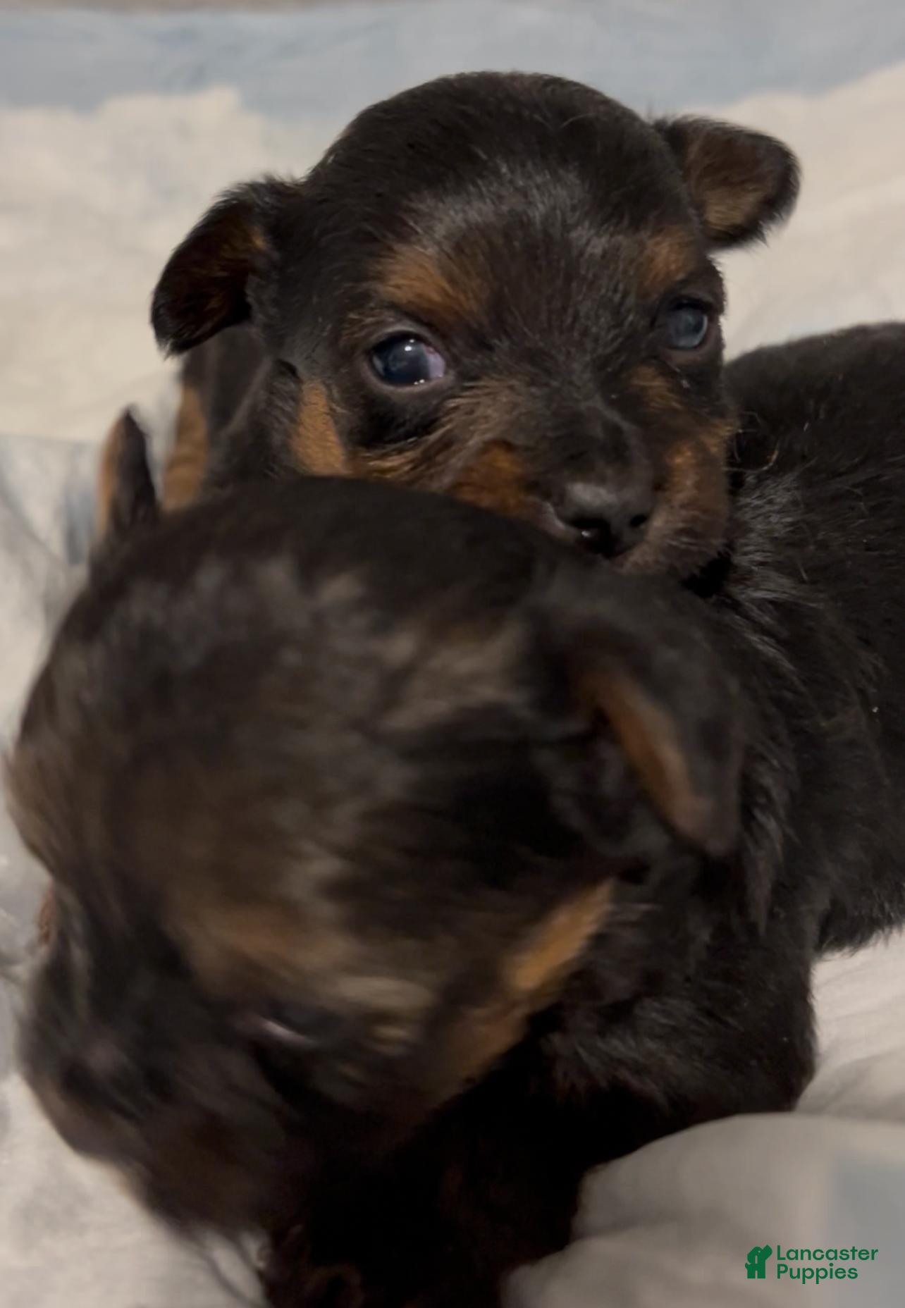 Yorkiepoo dogs Yorkiepoo Puppy 2 - Ad 42