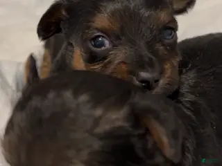 Yorkiepoo dogs Yorkiepoo Puppy 2 - Ad 42