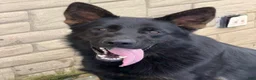 German Shepherd dogs for stud: Sebastian  - Ad 3