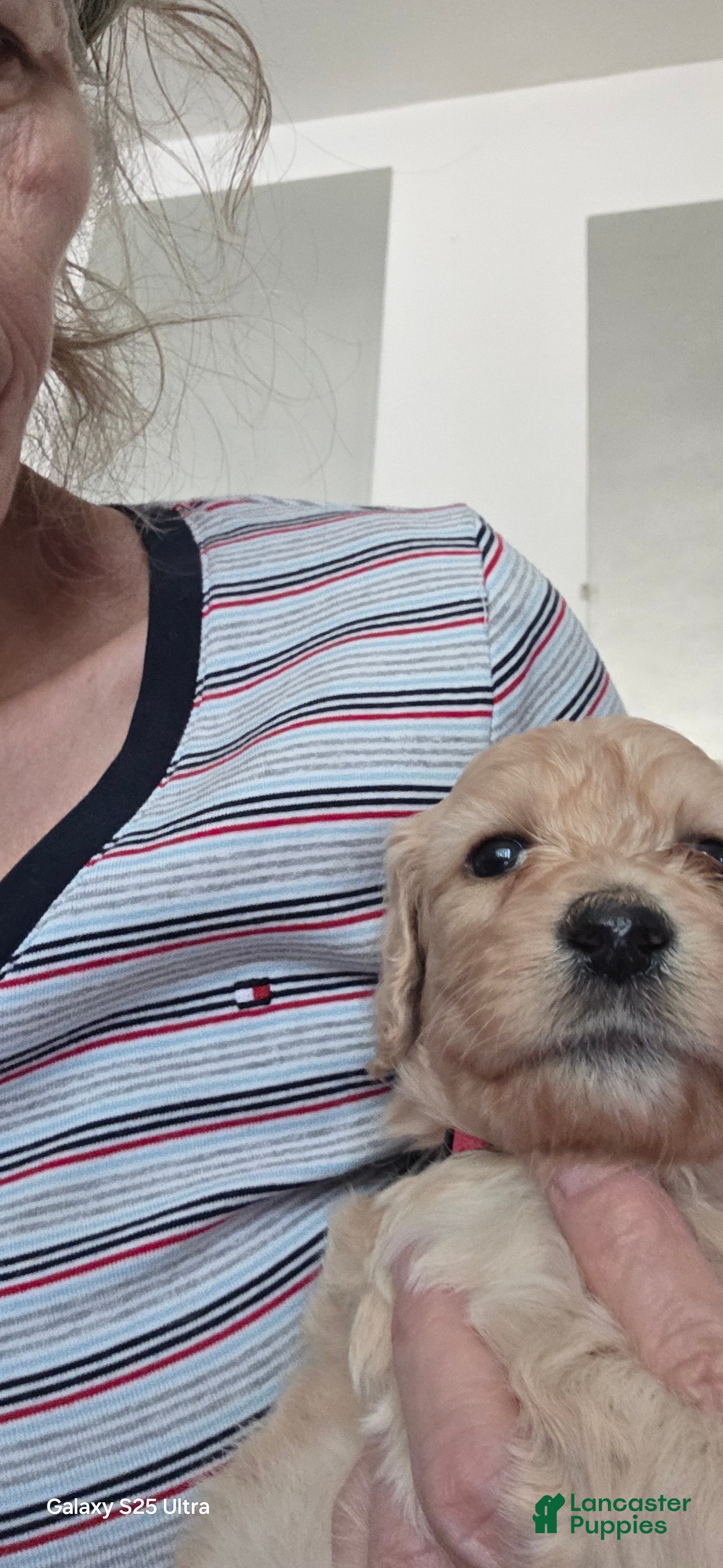 Mini Goldendoodle dogs Mini Goldendoodle 2 - Ad 2