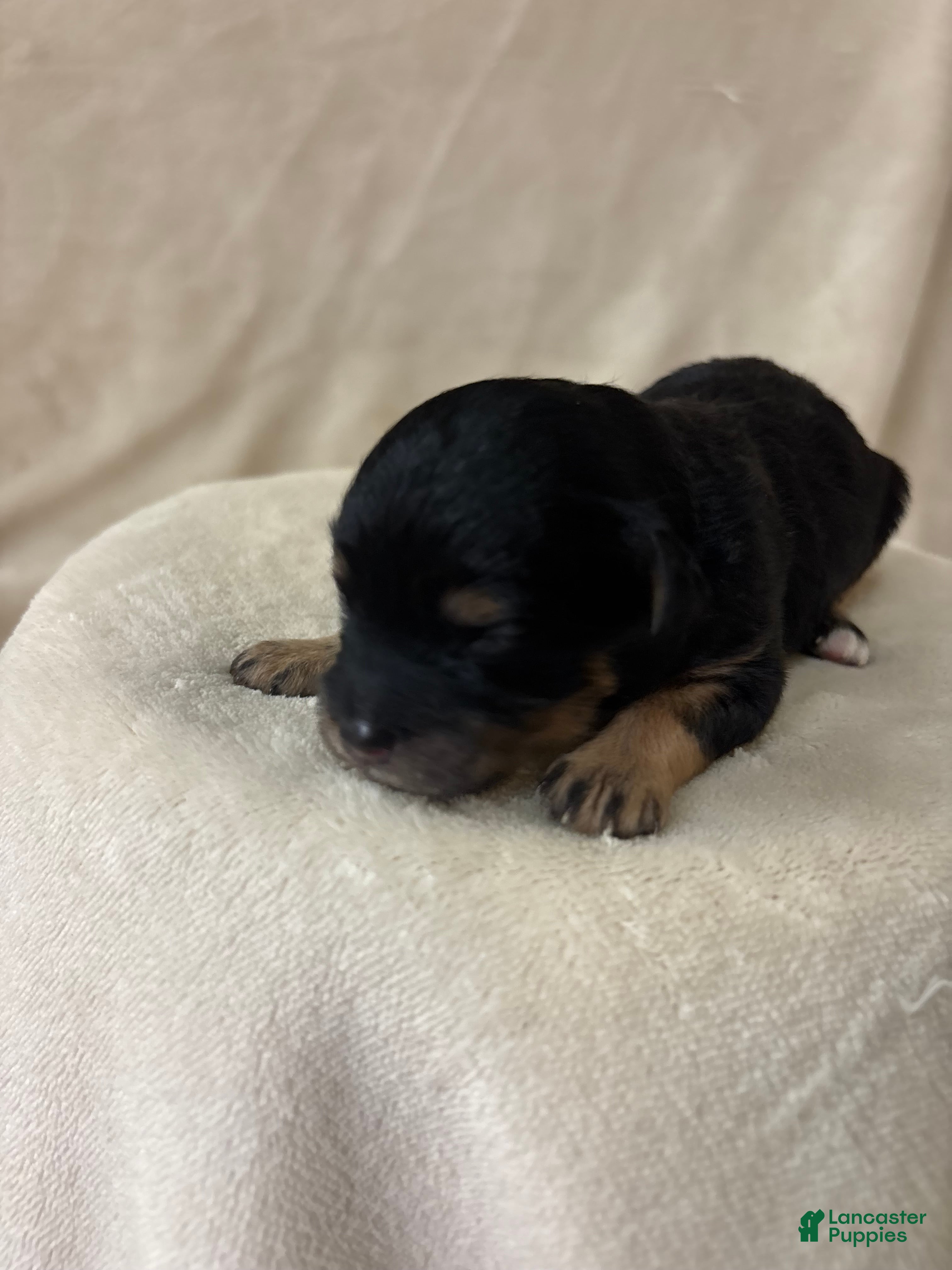 Cavapoo dogs for sale: Luca - Ad 3