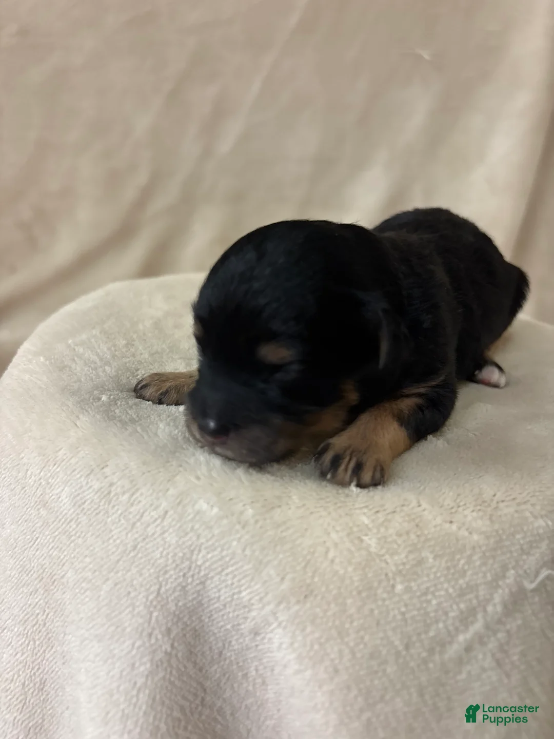 Cavapoo dogs for sale: Luca - Ad 1