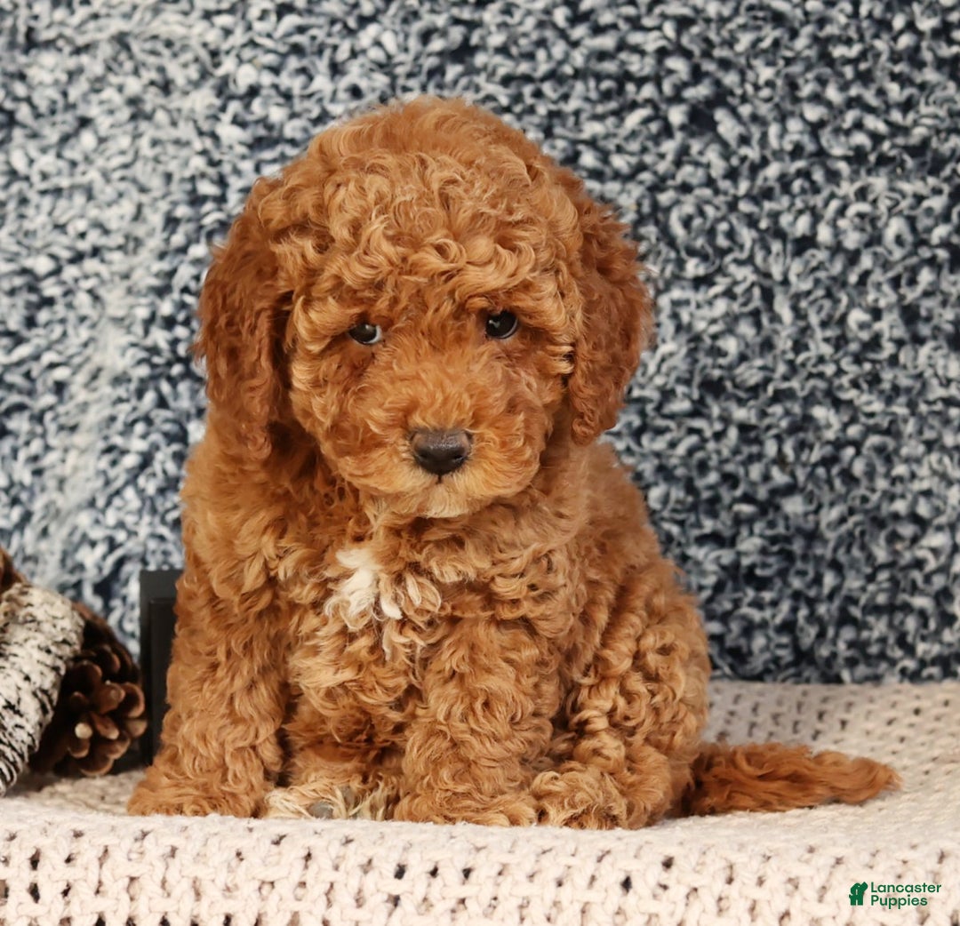 Mini Goldendoodle dogs for sale: Giselle - Ad 6