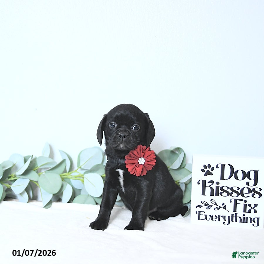 Puggle dogs Gracie - Ad 42