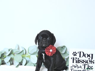 Puggle dogs Gracie - Ad 42