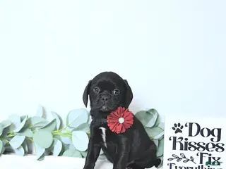 Puggle dogs Gracie - Ad 2