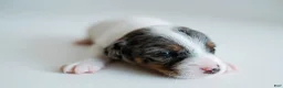Jack Russell Terrier dogs for sale: Jack Russell Terrier 2 - Ad 4