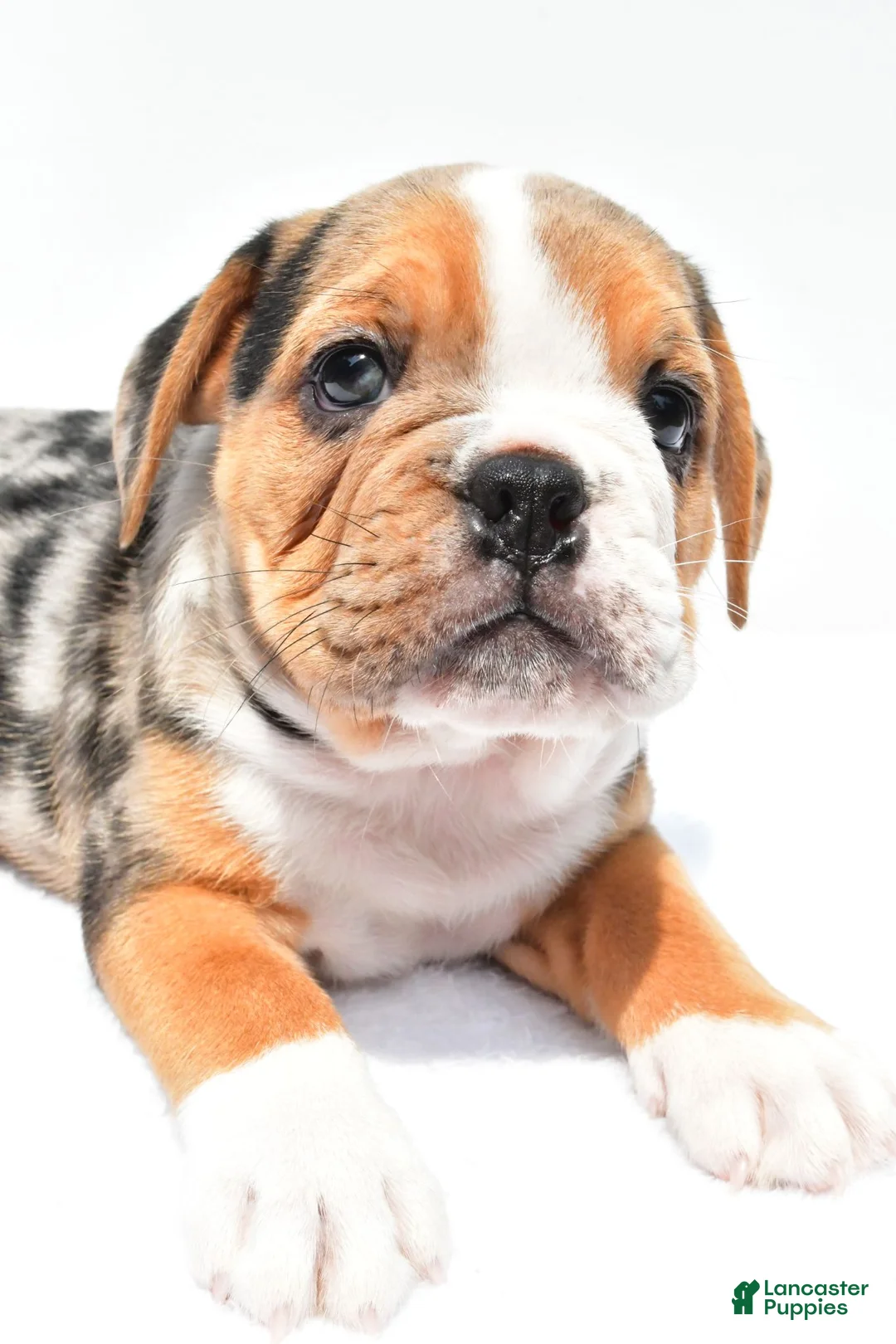 Beabull dogs for sale: Romeo - Ad 1