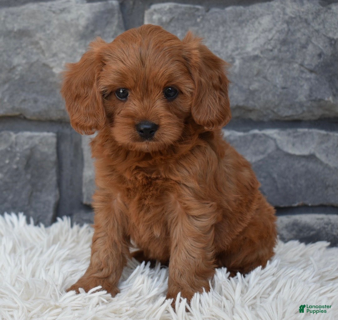 Cavapoo dogs Hank - Ad 1