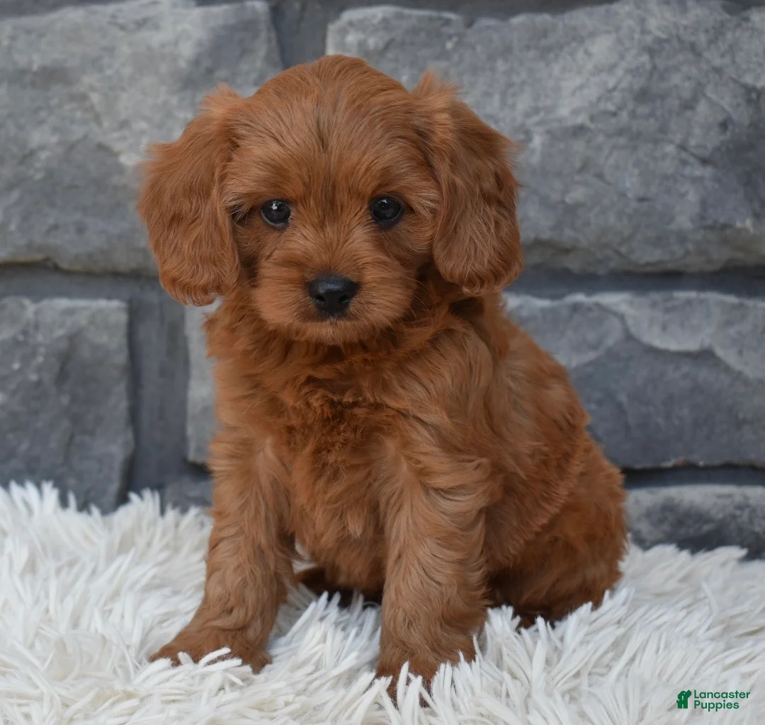 Cavapoo dogs for sale: Hank - Ad 1