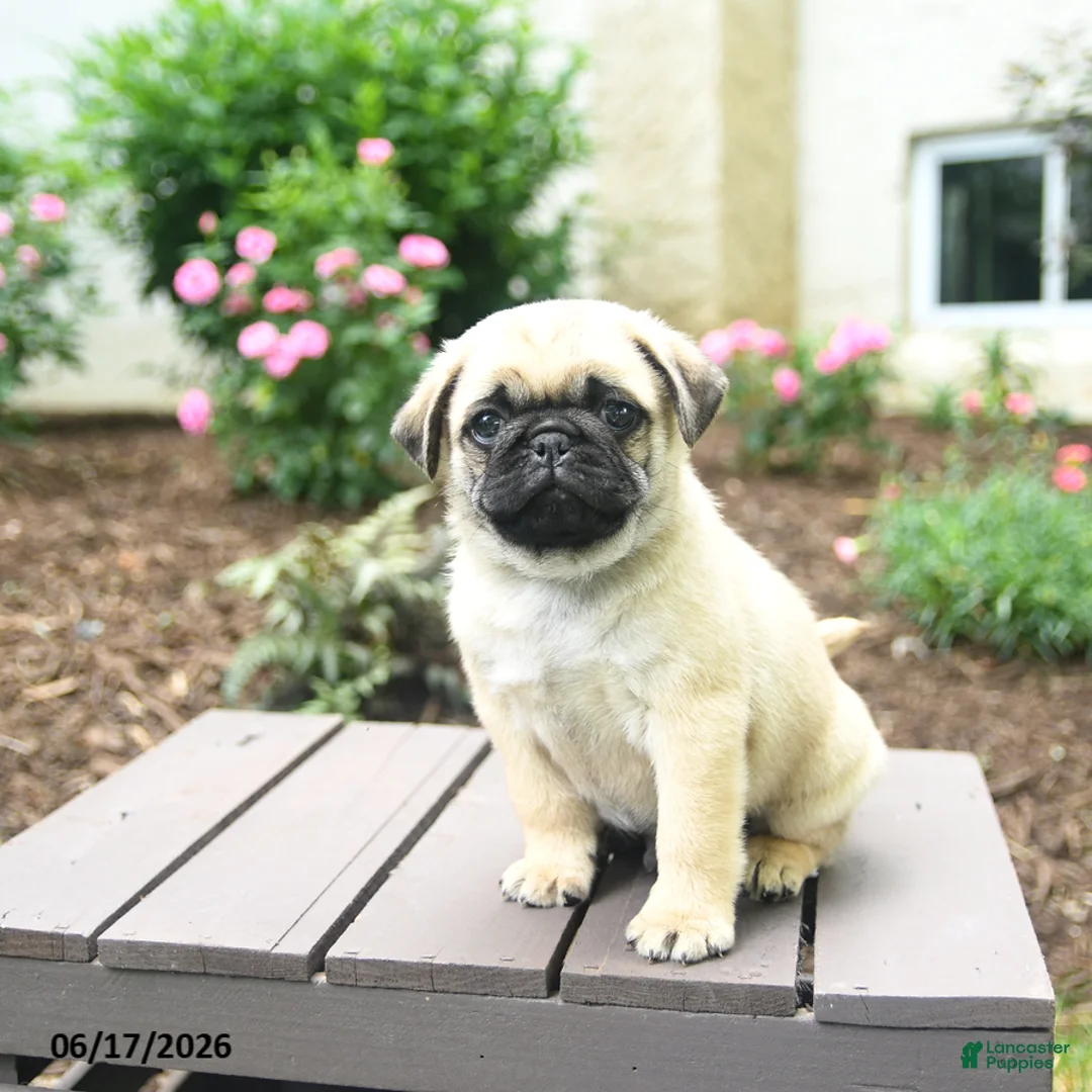 Pug dogs for sale: Klyde - Ad 3