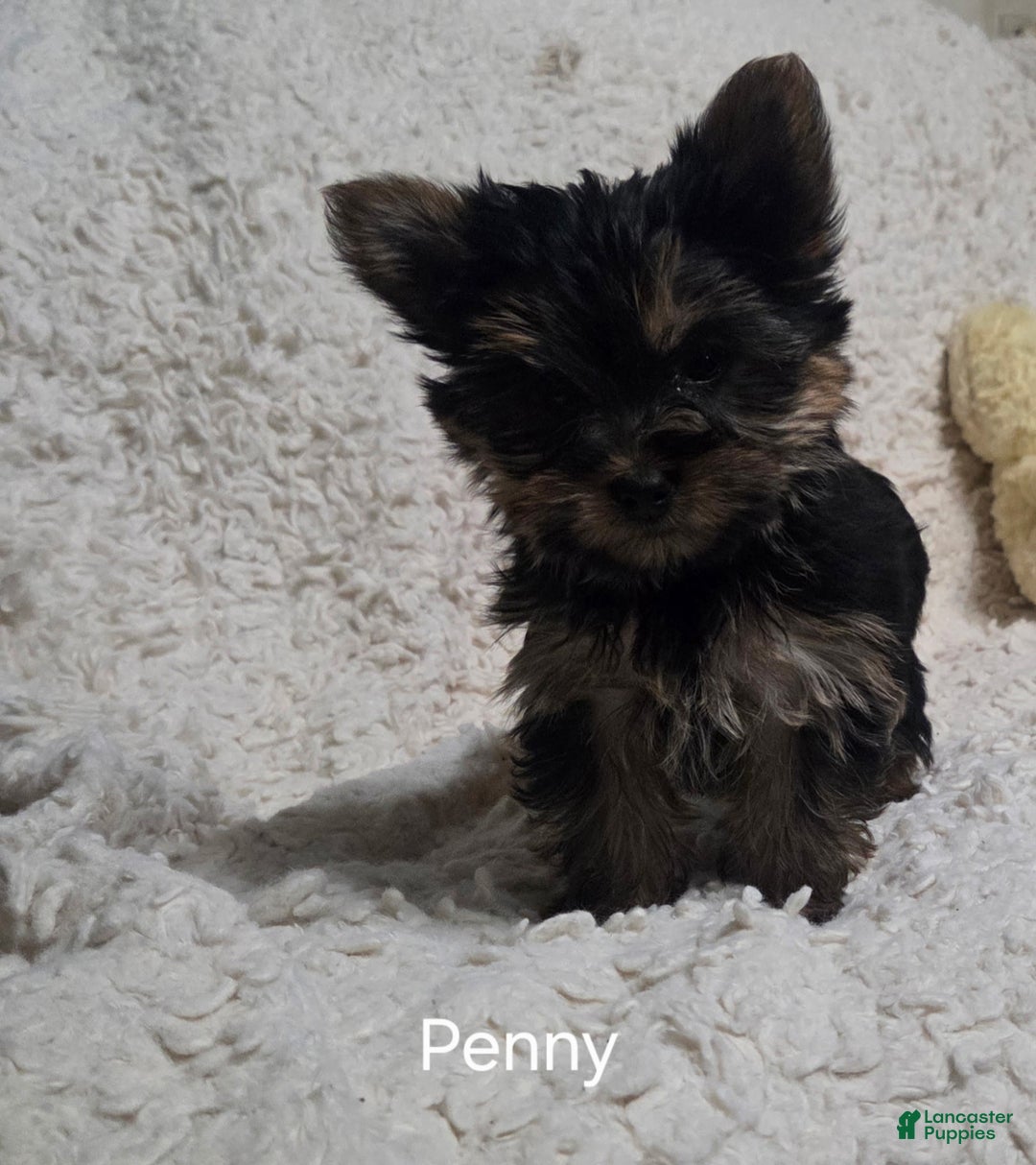 Yorkshire Terrier dogs for sale: Penny - Ad 8