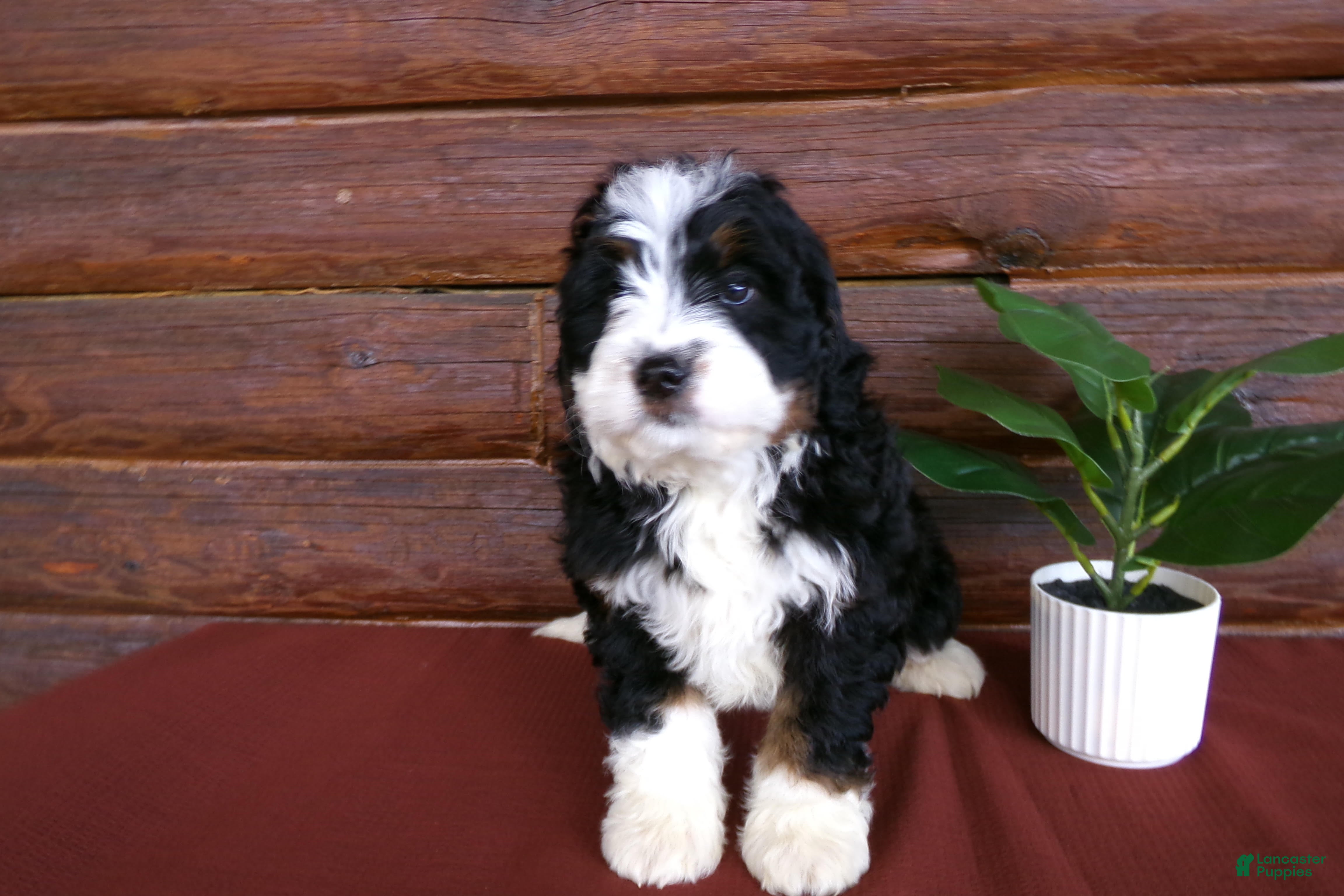 Mini Bernedoodle dogs Alfred - Ad 1