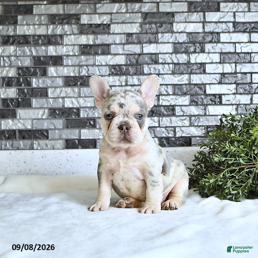 French Bulldog dogs Rielle - Ad 1