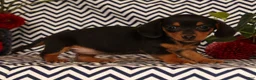 Miniature Dachshund dogs for sale: Annie - Ad 3
