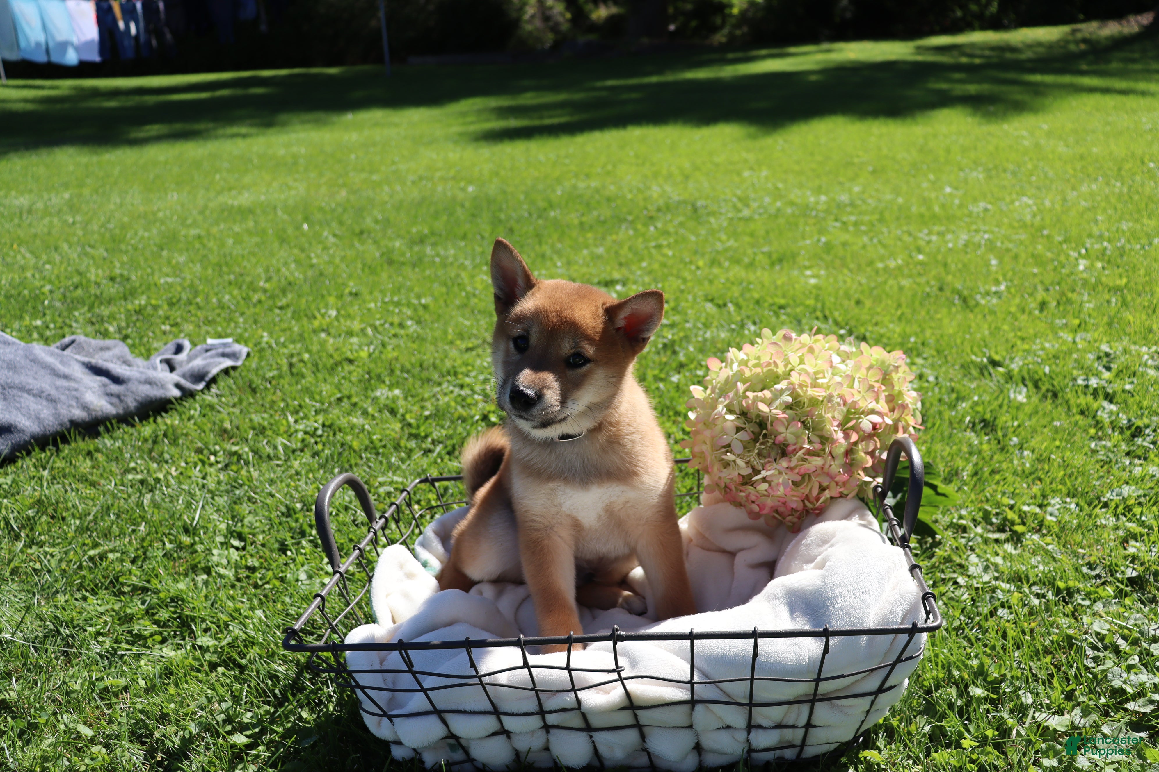 Shiba Inu dogs Taffy - Ad 2