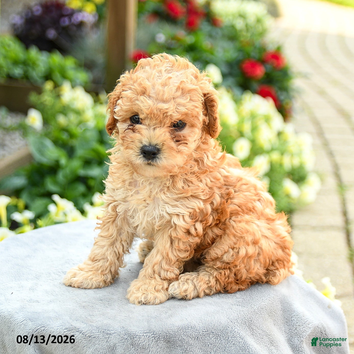 Toy Poodle dogs Alexis - Ad 1