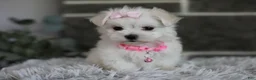 Maltipoo dogs for sale: Angel - Ad 7