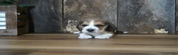 Beagle dogs for sale: Brett - Ad 8