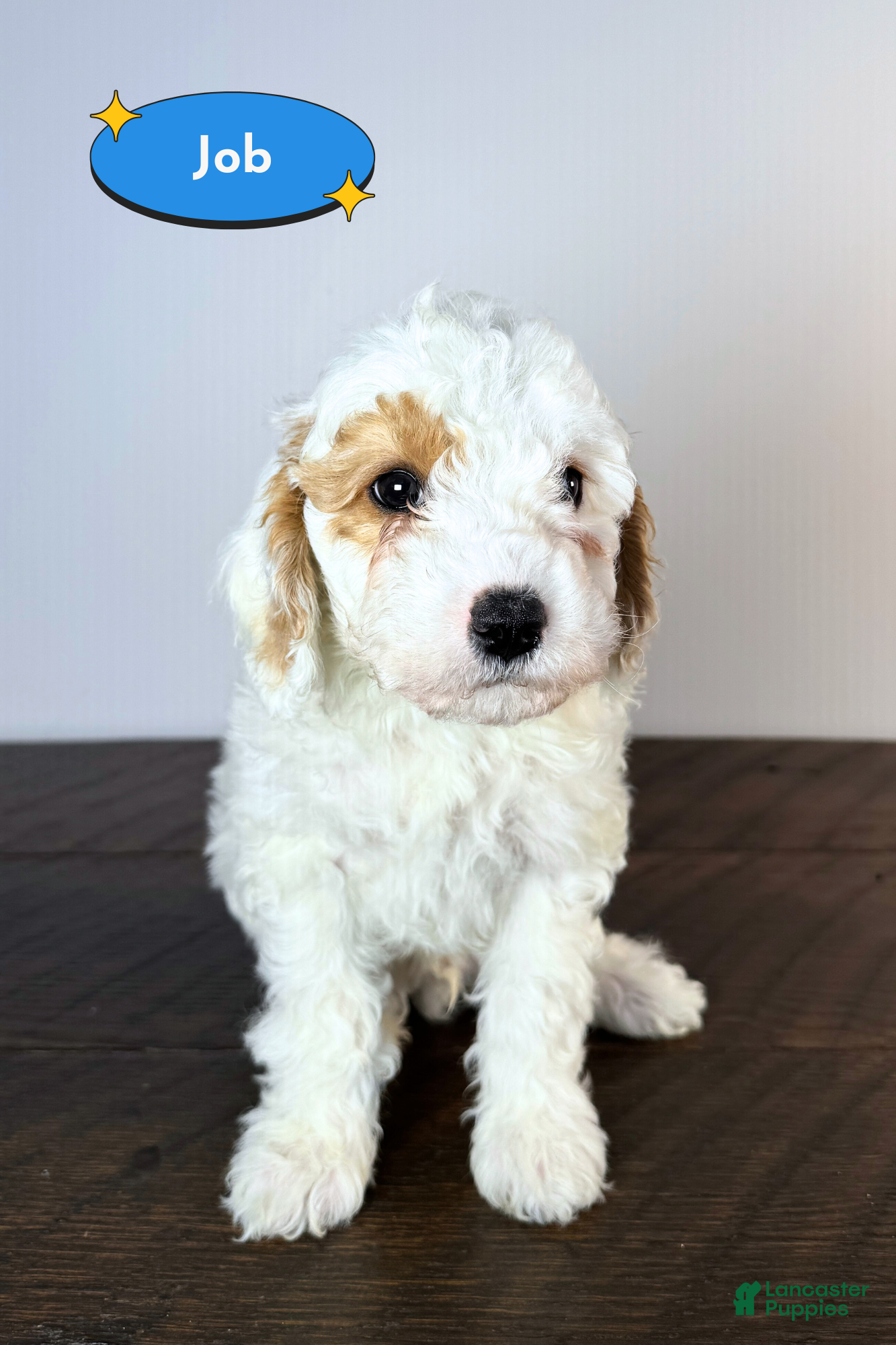 Cavachon dogs Job - Ad 15