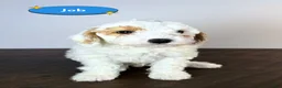 Cavachon dogs for sale: Job - Ad 1