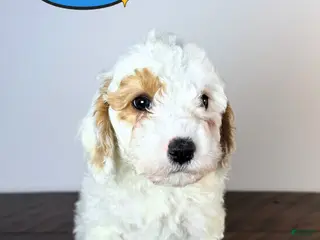 Cavachon dogs Job - Ad 15