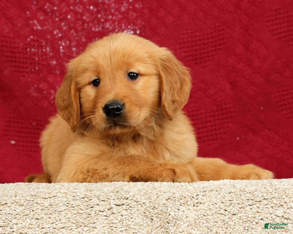 Golden Retriever dogs for sale: Rhyss - Ad 2