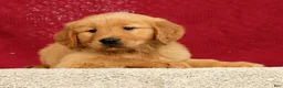 Golden Retriever dogs for sale: Rhyss - Ad 2