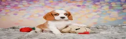 Beaglier dogs for sale: Brooke - Ad 13