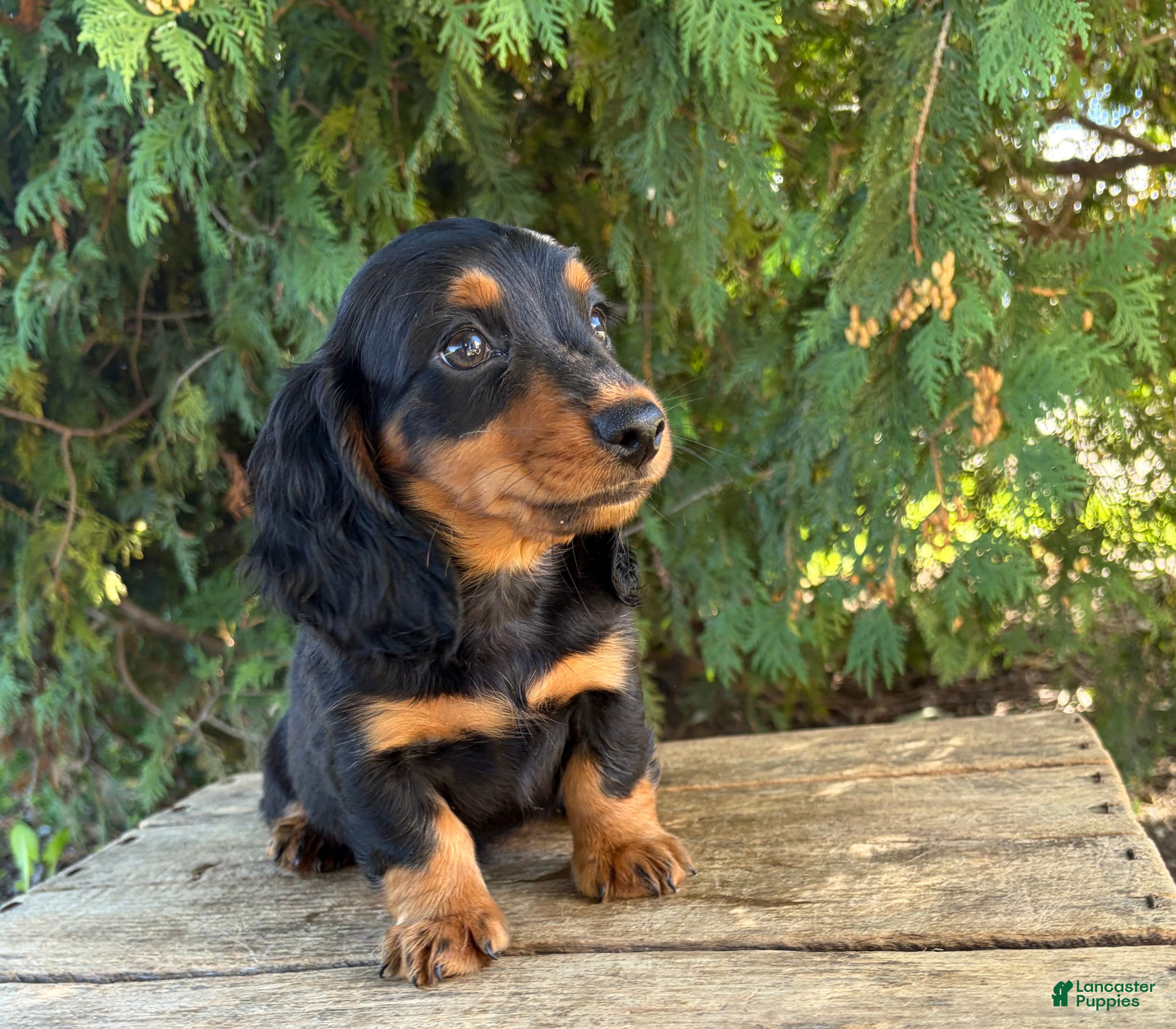Miniature Dachshund dogs Harris - Ad 1