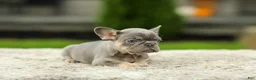French Bulldog dogs for sale: Abby - Lilac & Tan - Ad 7