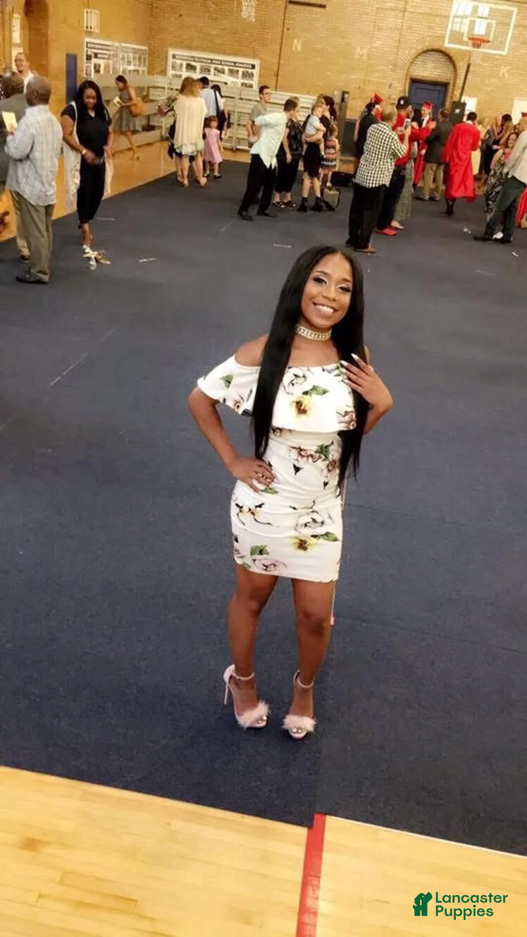 American Pit Bull Terrier dogs for sale: American Pit Bull Terrier Puppy 1 - Ad 5